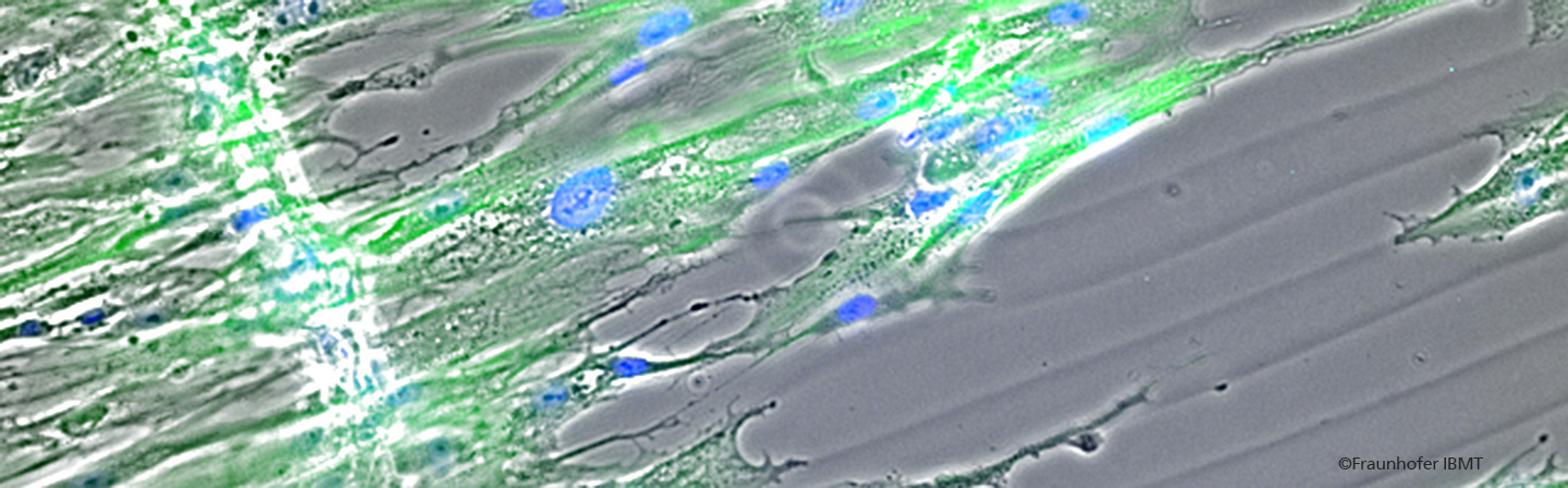 Fluorescence image adherent cells on alginat structures