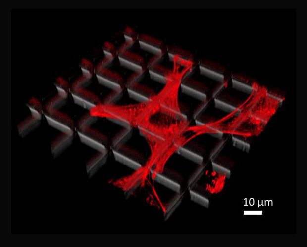 Fluorescent-labelled fibroblast cell on a 2.5D-structured surface.